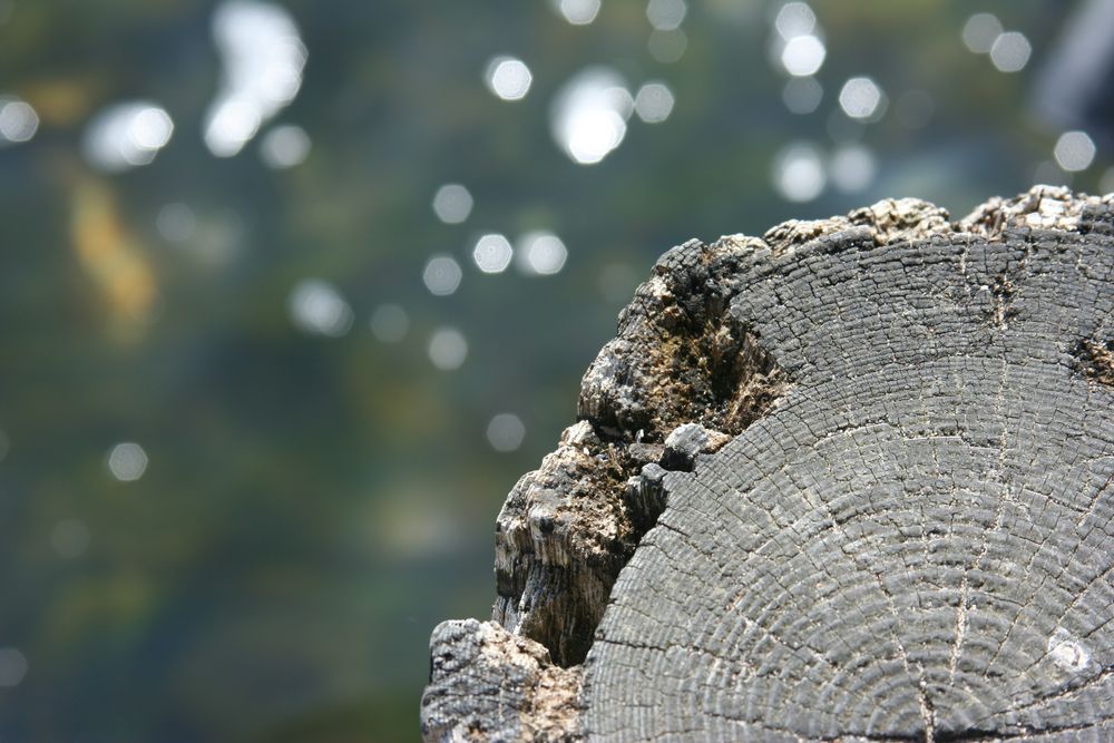 Holz und Wasser