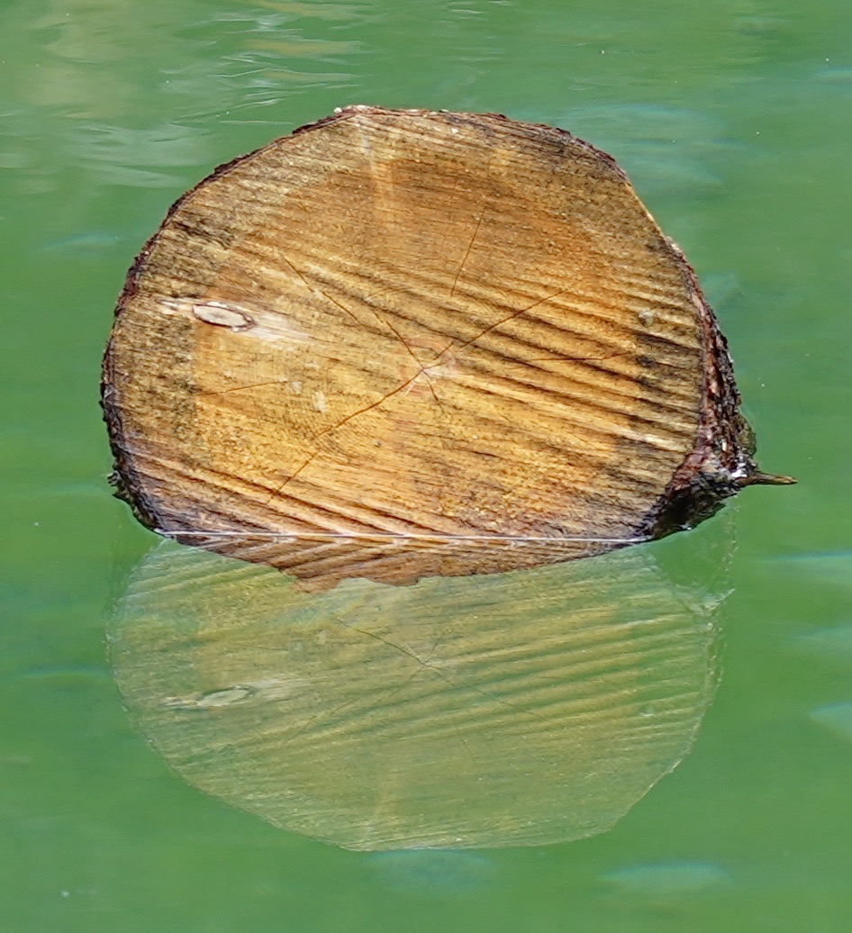 Holz und Wasser