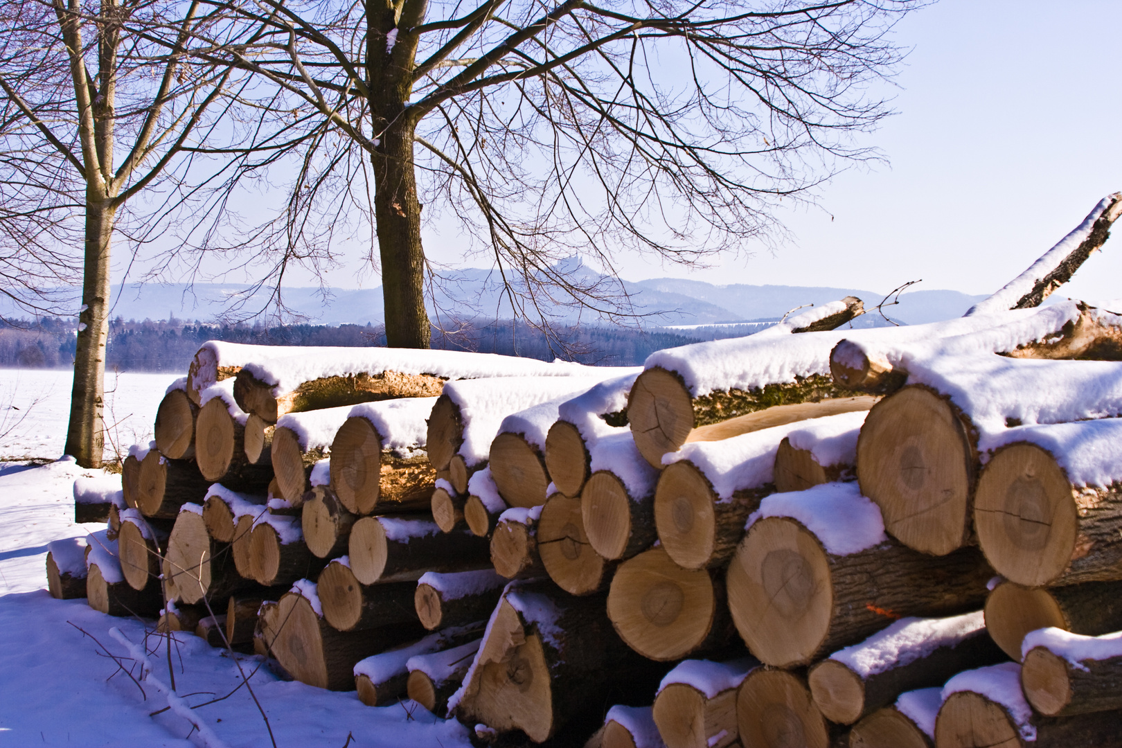 Holz unter der Burg