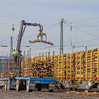 Holz verladen auf Güterzug