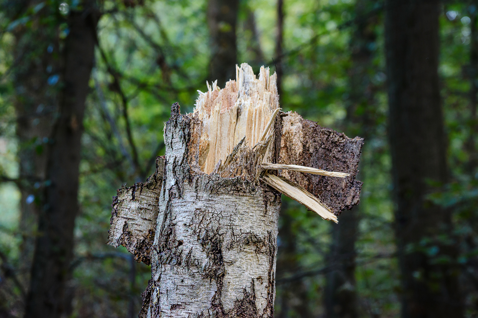 Holz-Vogel.