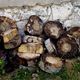 Holz vor der Htte