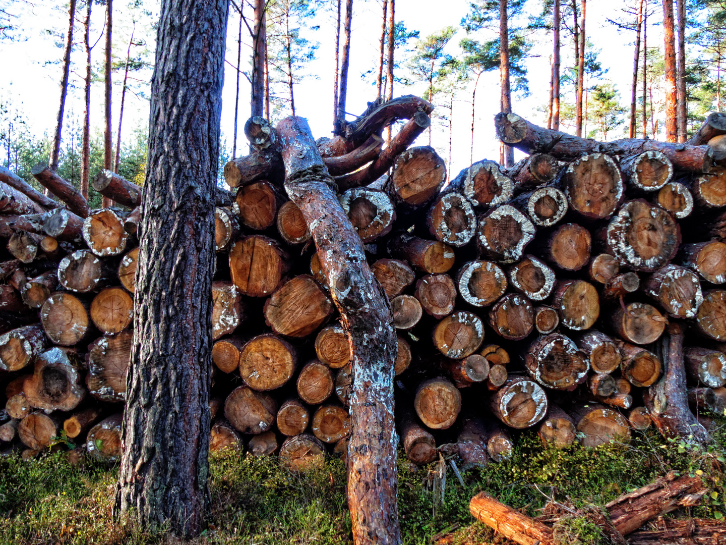 Holz vor der Tür...