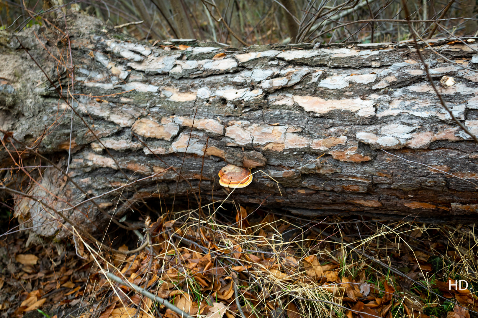 Holz zersetzender Lackporling