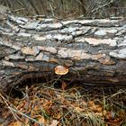 Holz zersetzender Lackporling