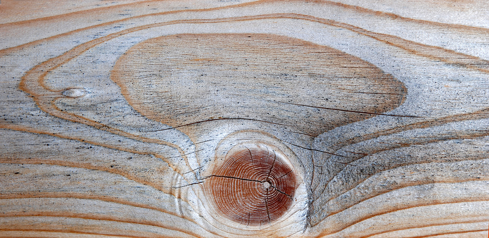 Holz zum Leben erweckt - Pilz