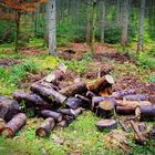 Holzabfall auf der Vogteiturm Wanderung Loßburg