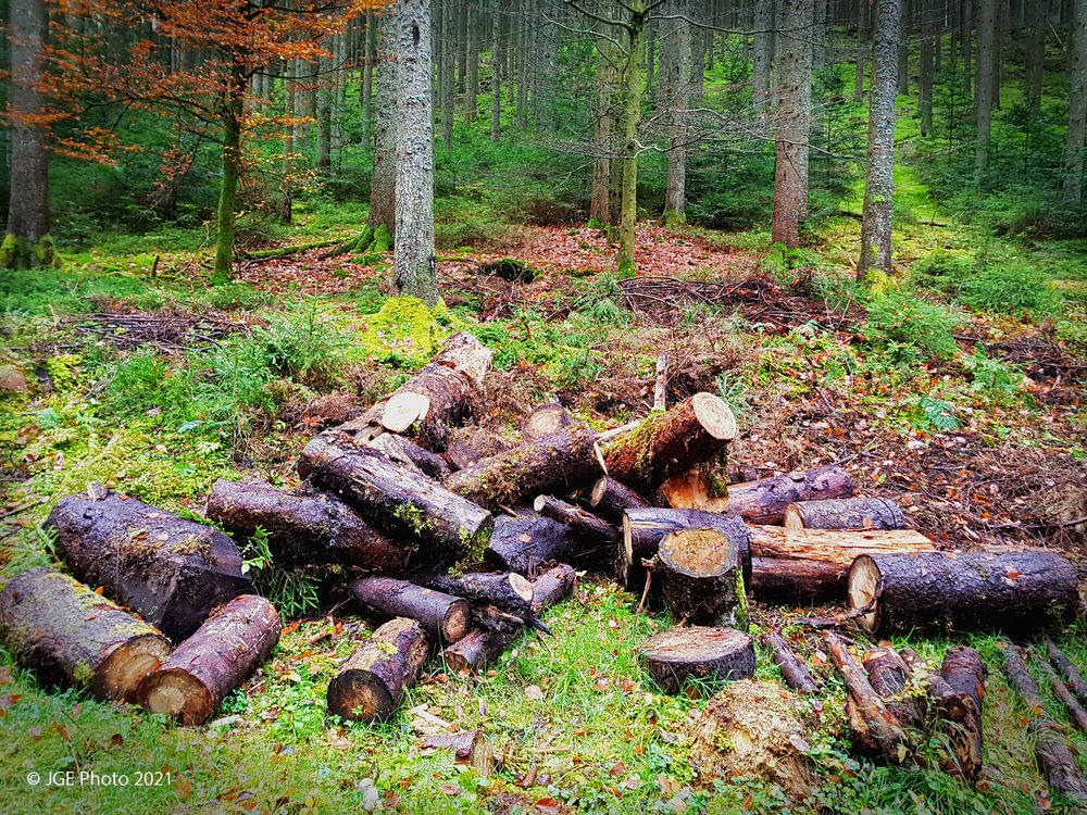 Holzabfall auf der Vogteiturm Wanderung Loßburg