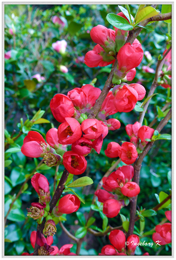 Holzapfelblüten - in meinem Garten