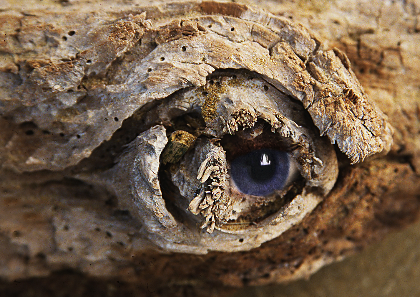 Holzauge-Auge-blau Kopie