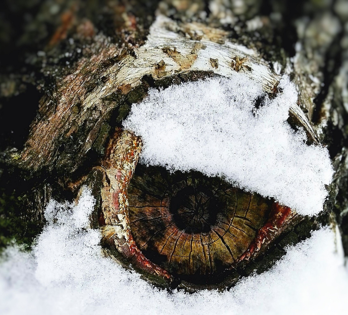 Holzauge sehr wachsam