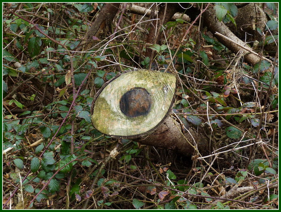 Holzauge sei wachsam