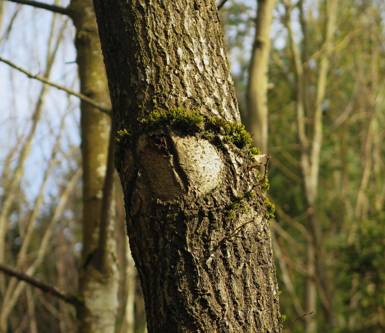 Holzauge sei wachsam