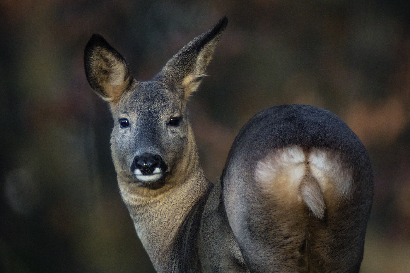 HOLZAUGE SEI WACHSAM