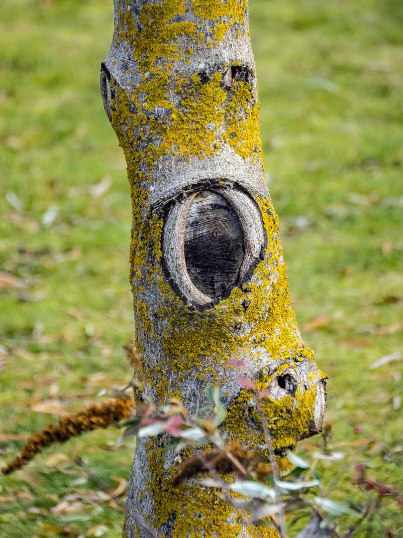 "HOLZAUGE SEI WACHSAM" - dauernd guckt mich der Baum an