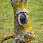 "HOLZAUGE SEI WACHSAM" - dauernd guckt mich der Baum an