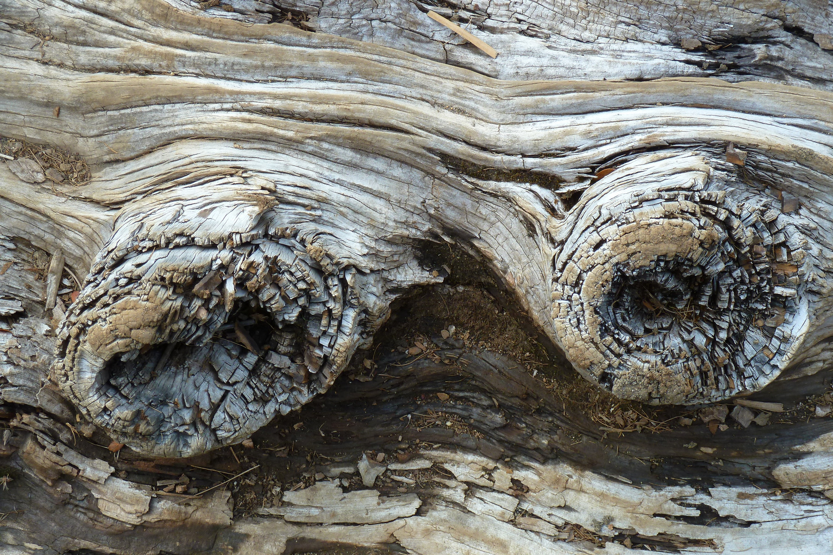 Holzaugen