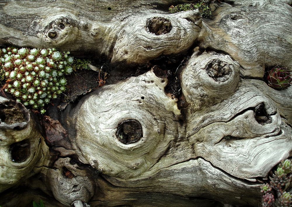 Holzaugen