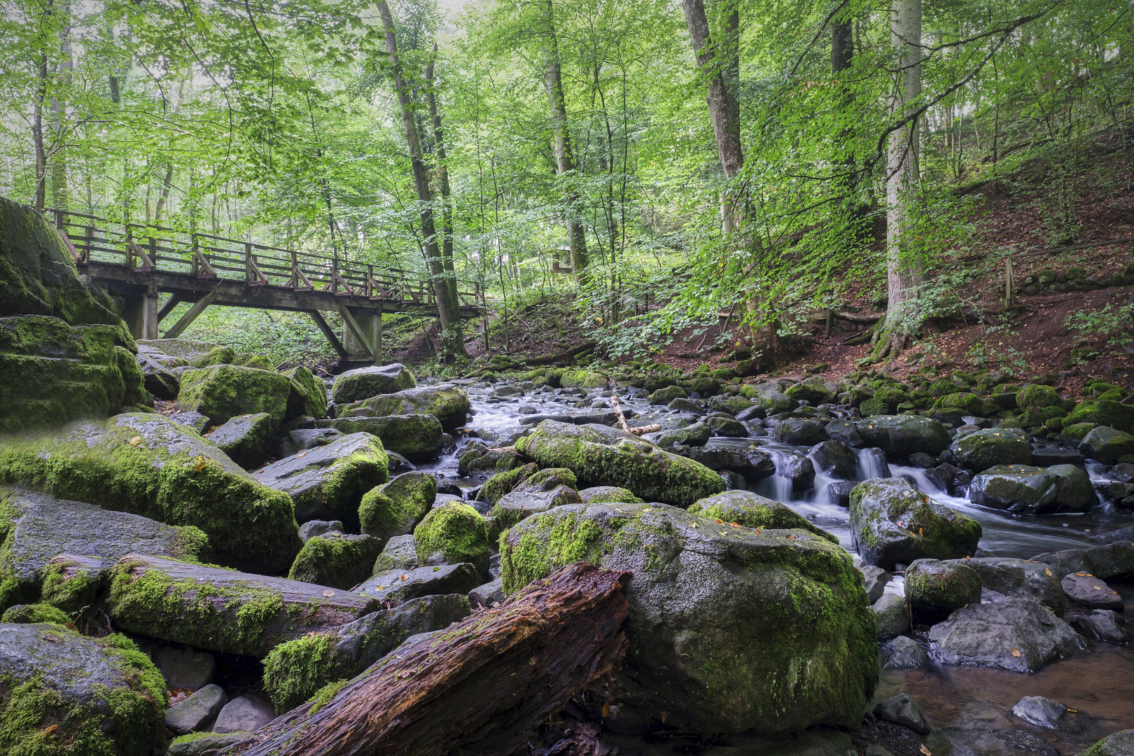 Holzbachschlucht | Westerwald