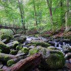 Holzbachschlucht | Westerwald