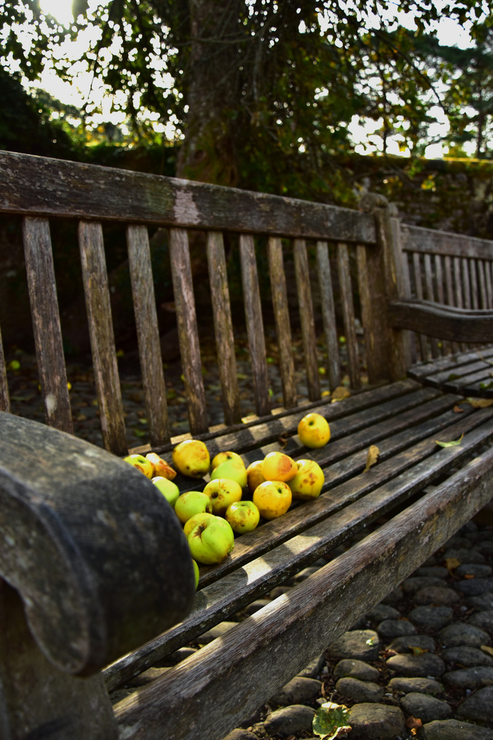 Holzbank im Herbst