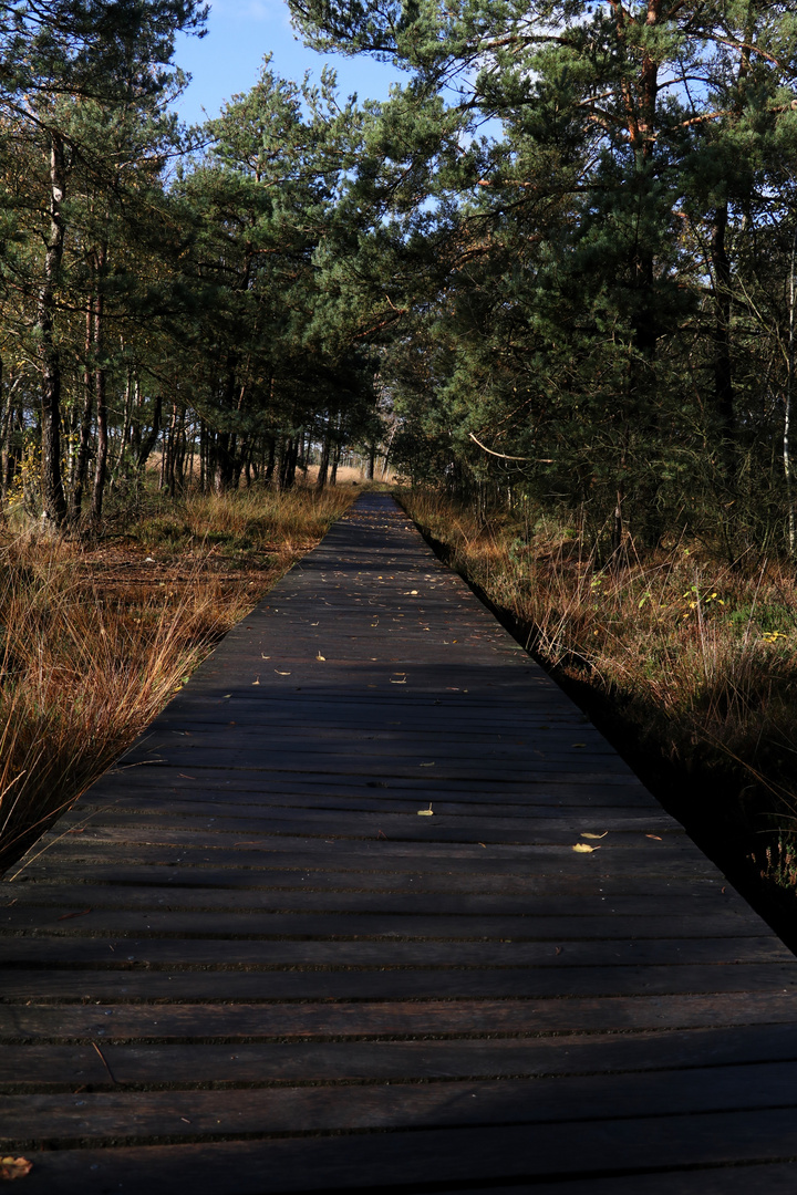 Holzbhlenweg im Pietzmoor