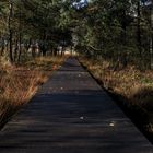 Holzbhlenweg im Pietzmoor