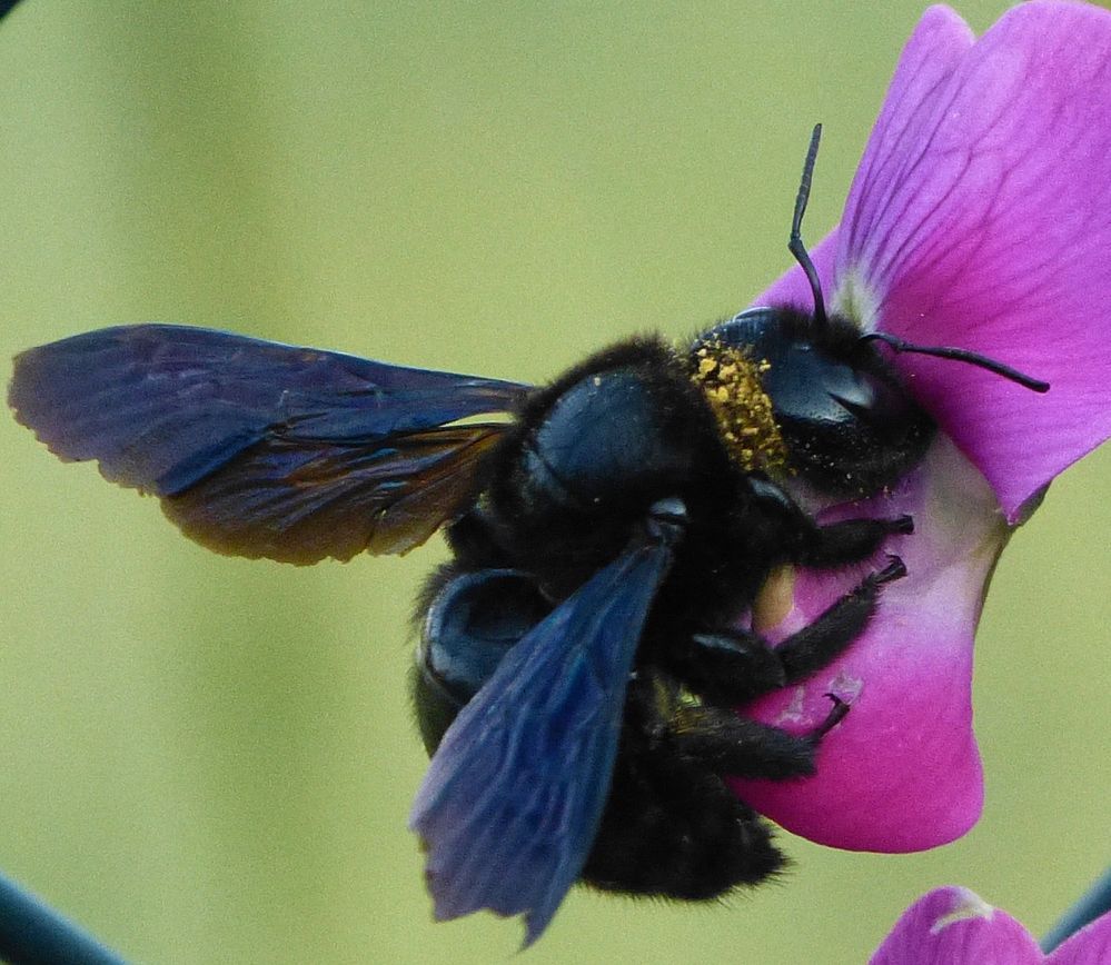 Holzbiene Foto & Bild | tiere, wildlife, insekten Bilder auf fotocommunity