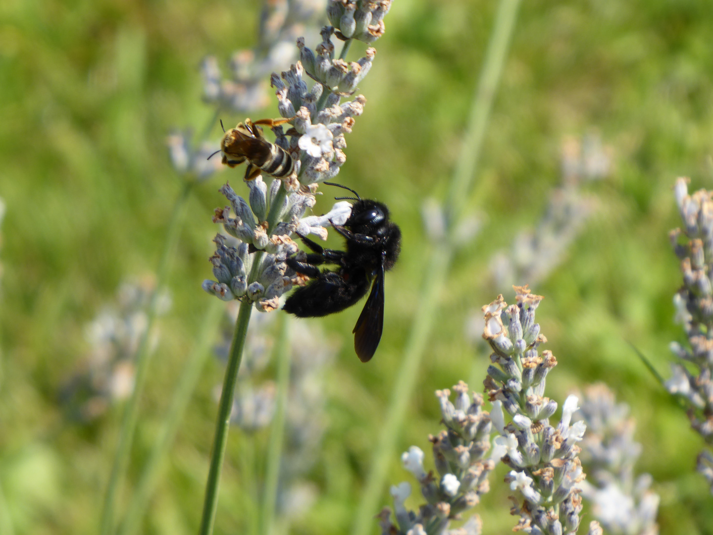 Holzbiene am Lavendel