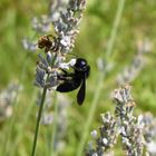 Holzbiene am Lavendel