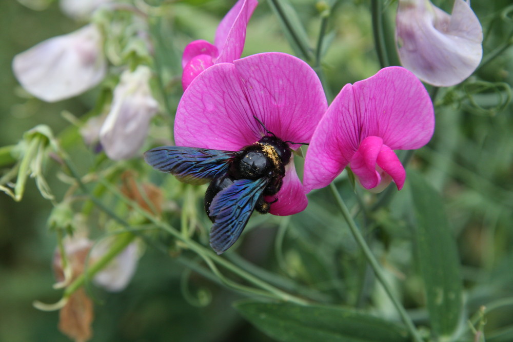 Holzbiene an einer Wickenblüte