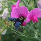 Holzbiene an einer Wickenblüte