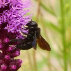 Holzbiene an meiner Prachtscharte