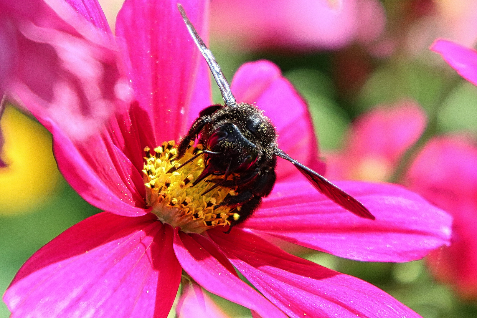 Holzbiene auf Blüte