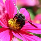 Holzbiene auf Blüte