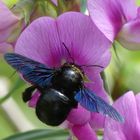 Holzbiene auf Blüte von Sweet Peas