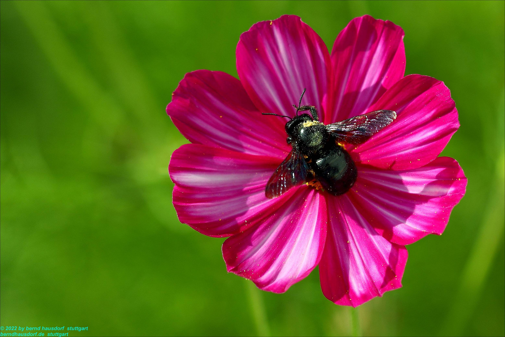 Holzbiene auf Cosmea