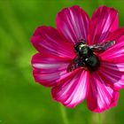 Holzbiene auf Cosmea