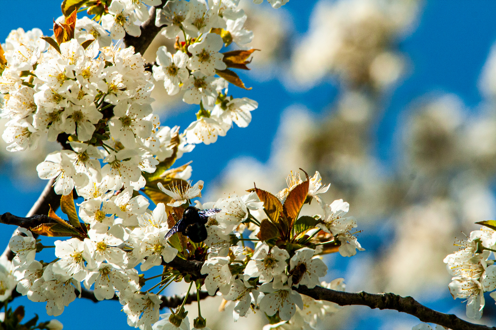 Holzbiene auf Kirschblüte