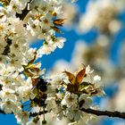 Holzbiene auf Kirschblüte