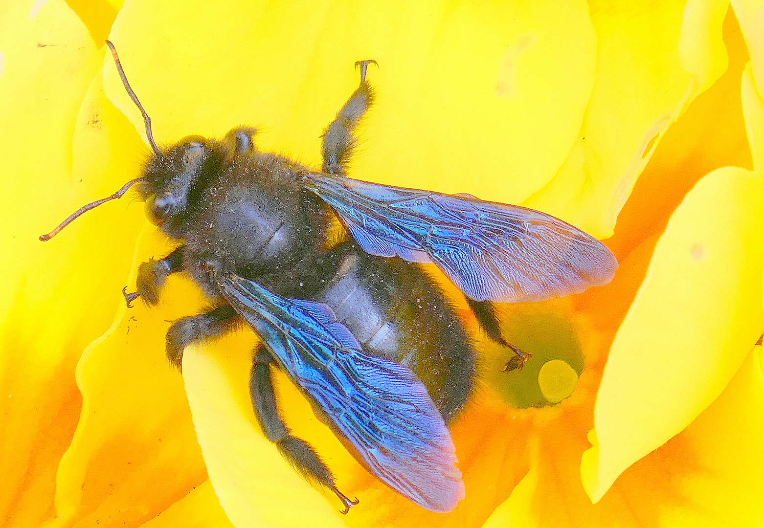 Holzbiene auf Primel