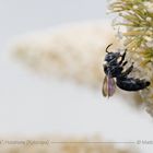 Holzbiene auf Sommerflieder