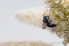 Holzbiene auf Sommerflieder