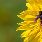 Holzbiene auf Sonnenblume