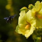 Holzbiene beim Anflug in eine Stockrose/Malve