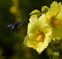 Holzbiene beim Anflug in eine Stockrose/Malve