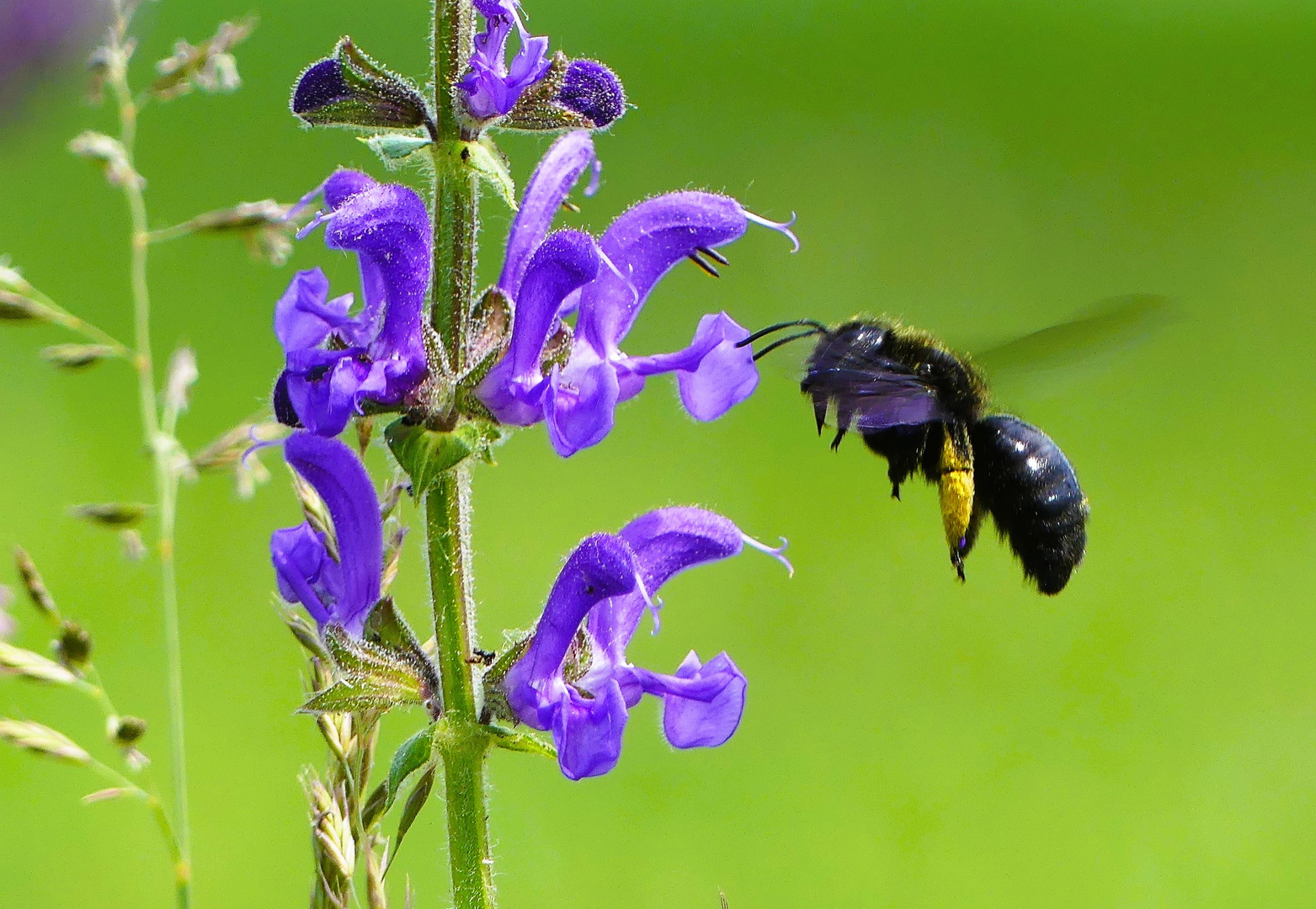 Holzbiene fliegt Wiesensalbei an