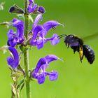 Holzbiene fliegt Wiesensalbei an