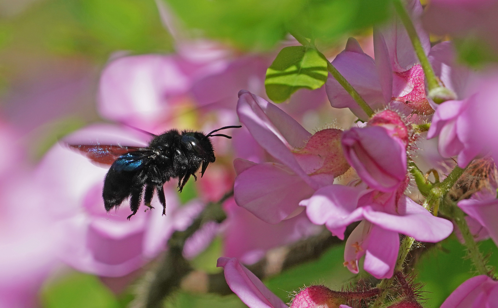 Holzbiene im Anflug