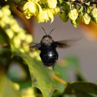 Holzbiene im Anflug